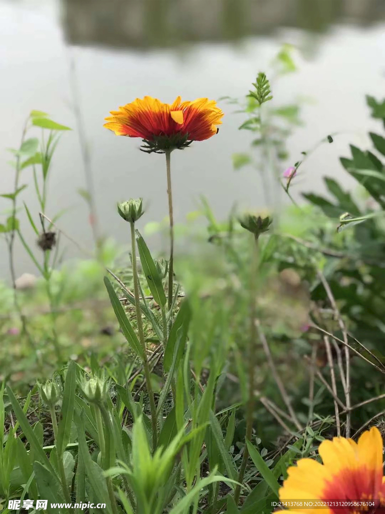 小雏菊菊花 