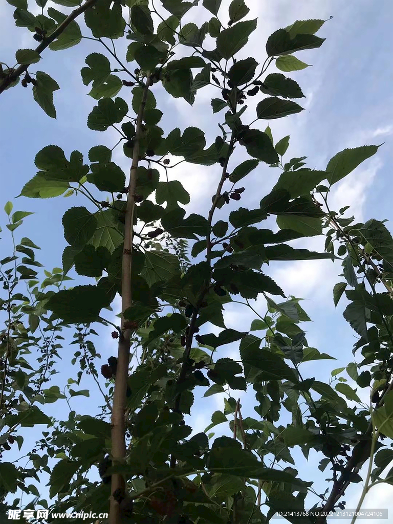 绿植绿叶树叶 