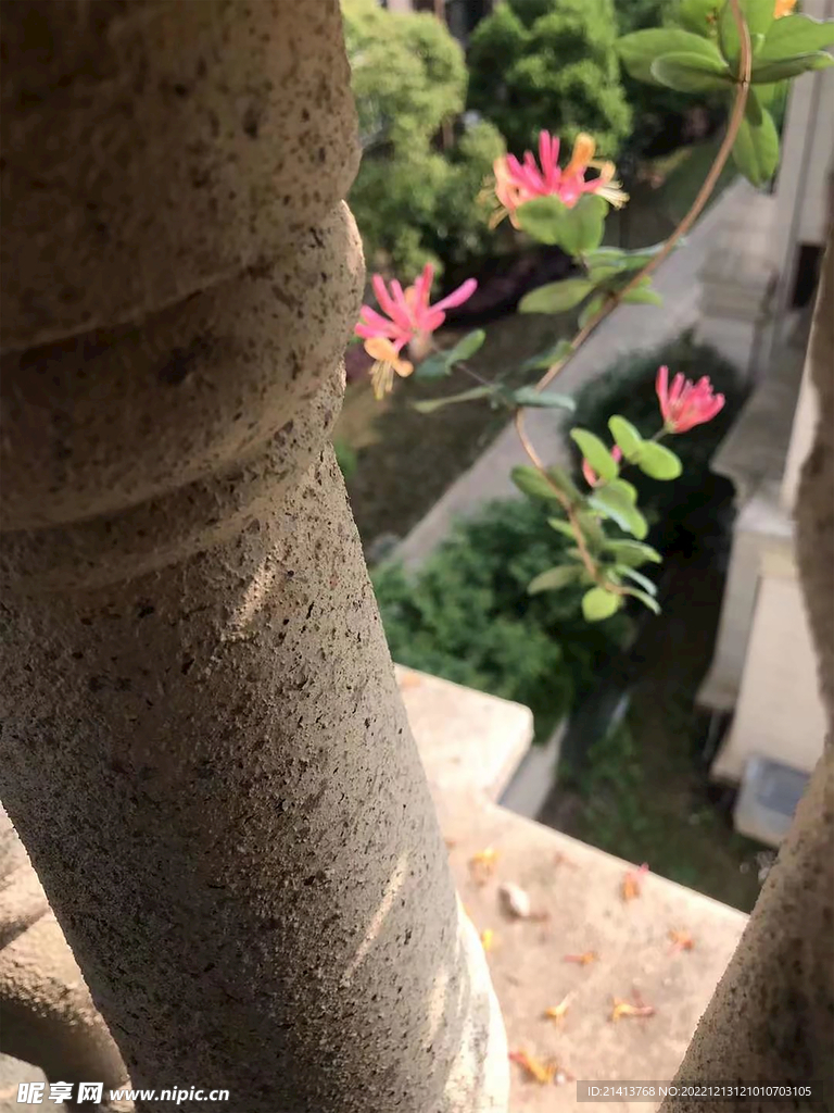 月季花苞 