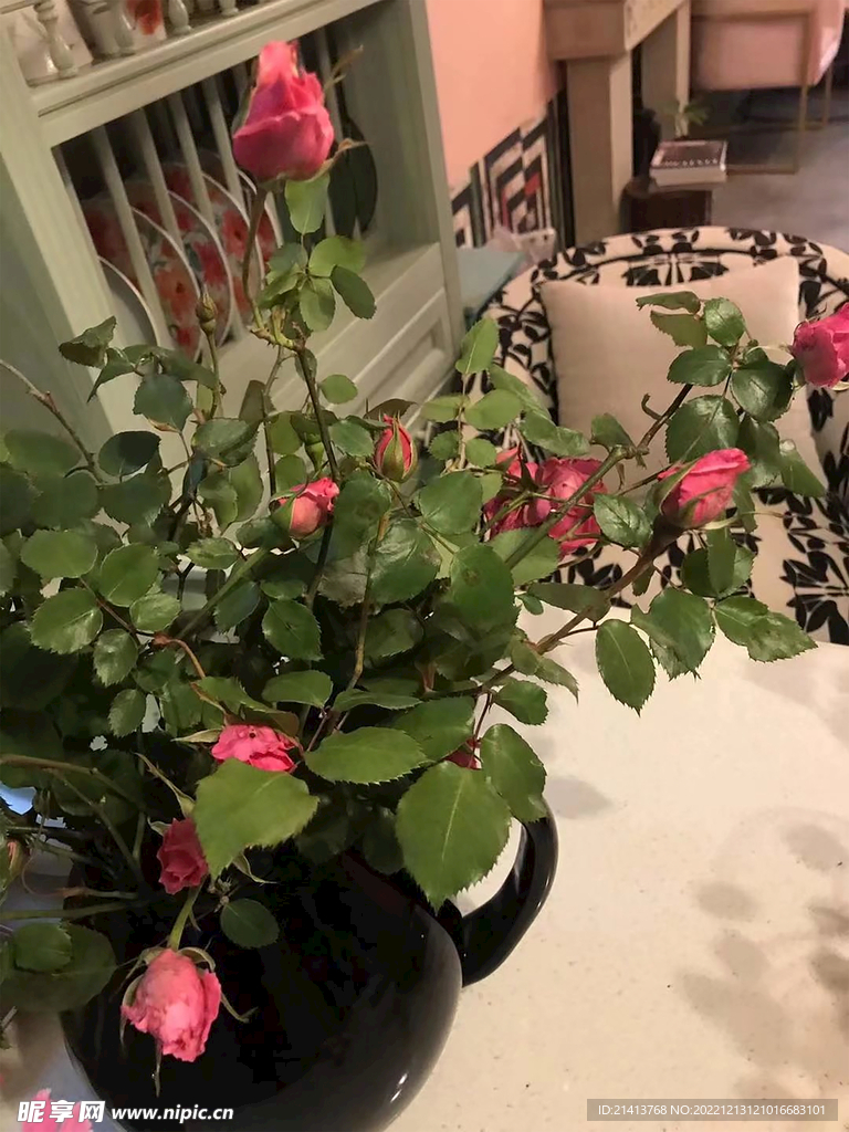月季花苞 