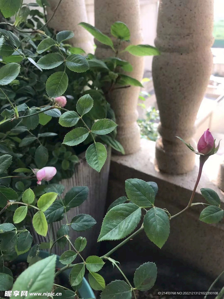 月季花苞 