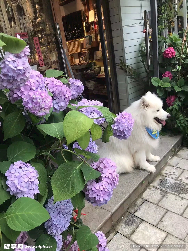 香雪球绣球花 