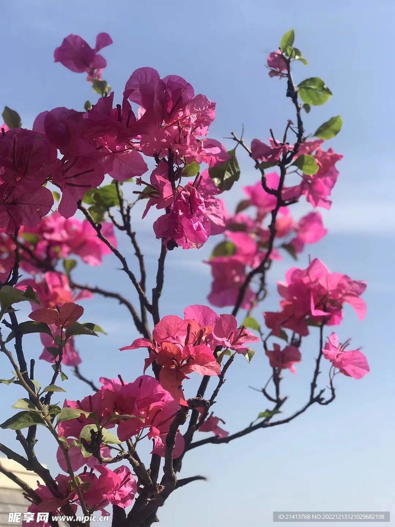 杜鹃花映山红 