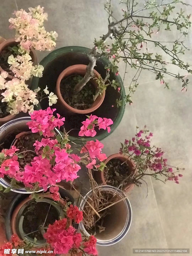 杜鹃花映山红 