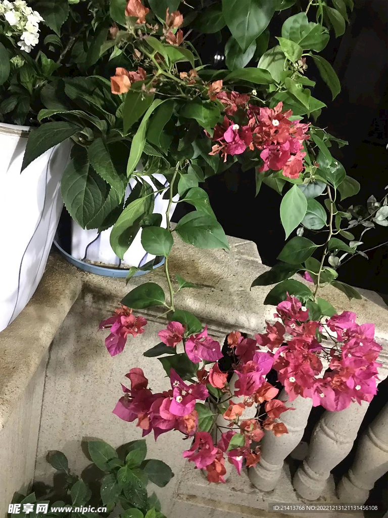 紫薇花朵 
