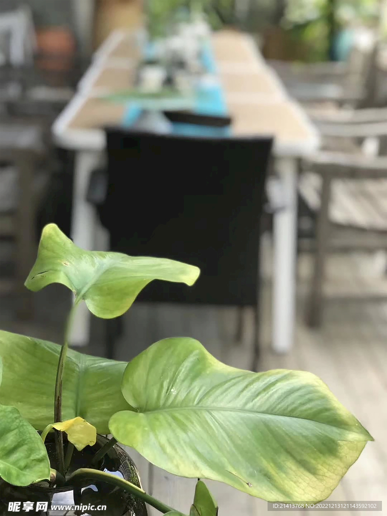 绿植绿叶植物