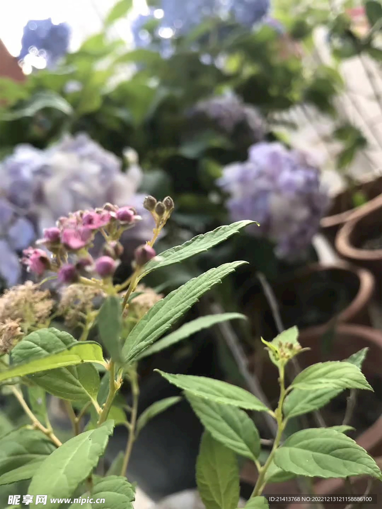 香雪球绣球花