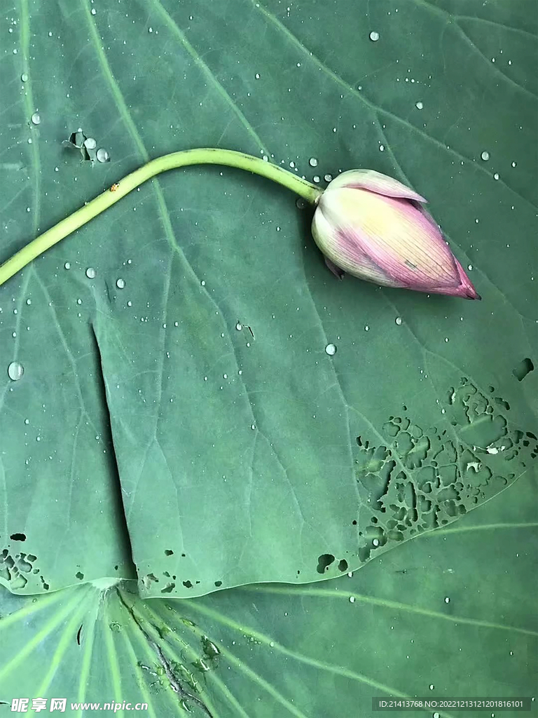 睡莲荷花莲花 