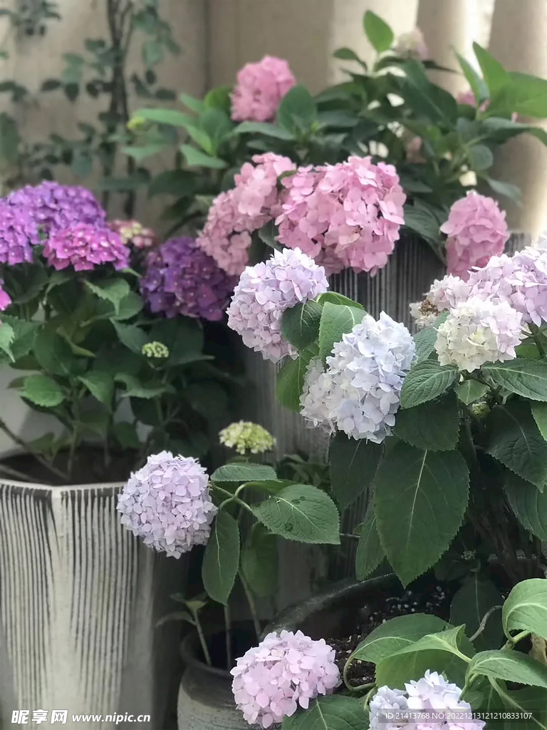 香雪球绣球花 