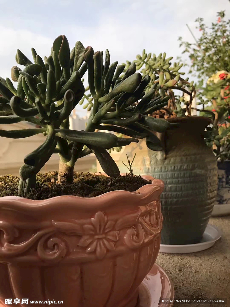 绿植绿叶植物 