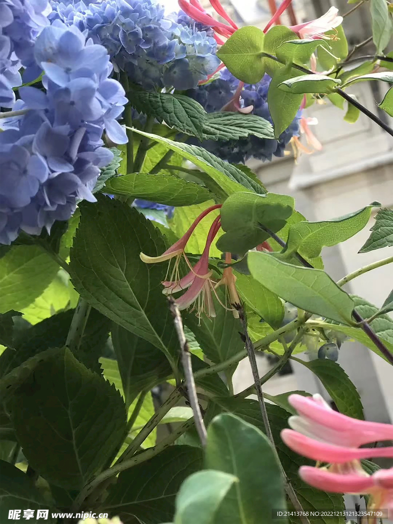 绿植绿叶植物 