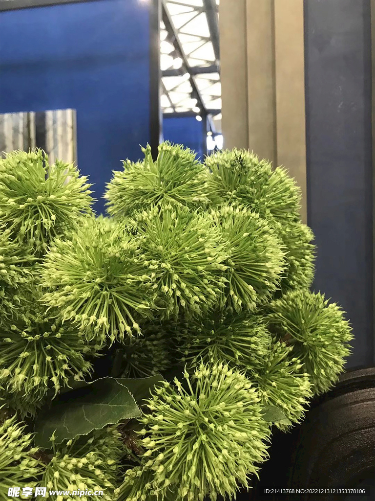 绿植绿叶植物 