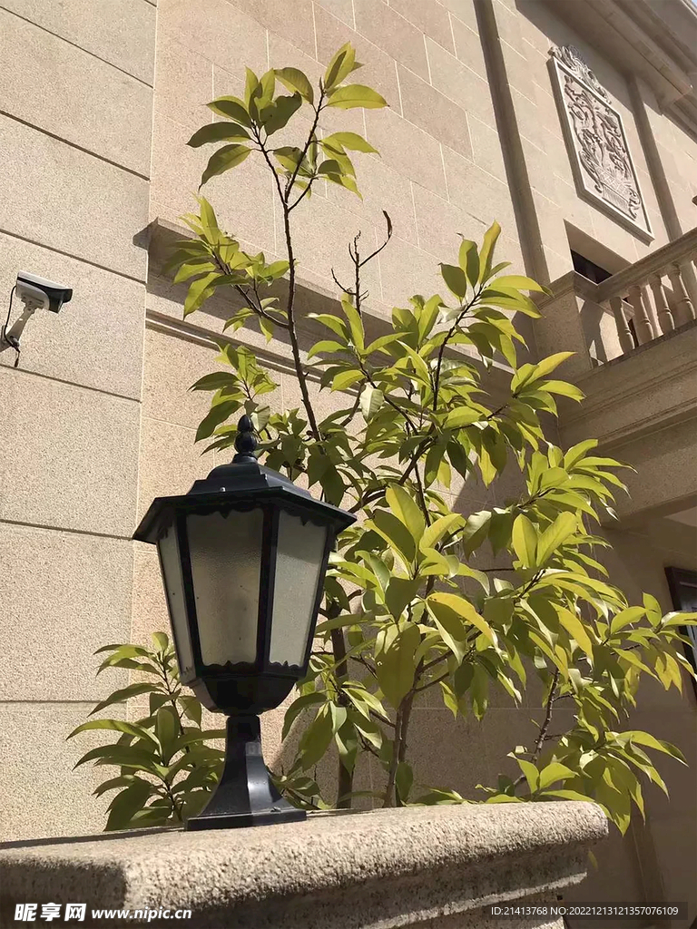 绿植绿叶植物 