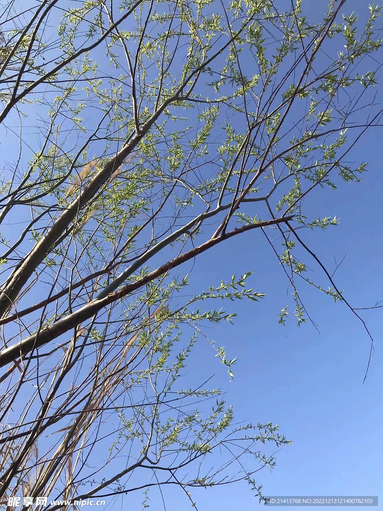 大树树木树林