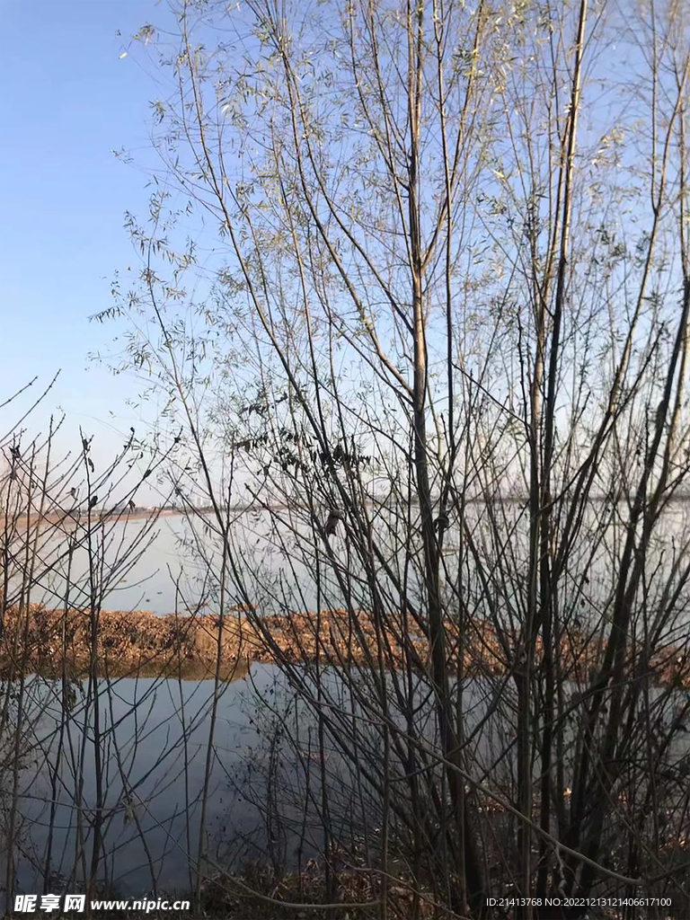 大树树木树林