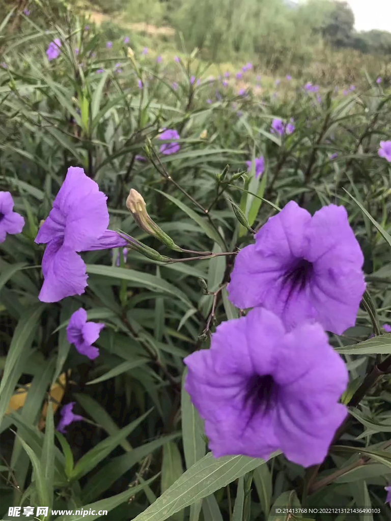 喇叭花牵牛花 