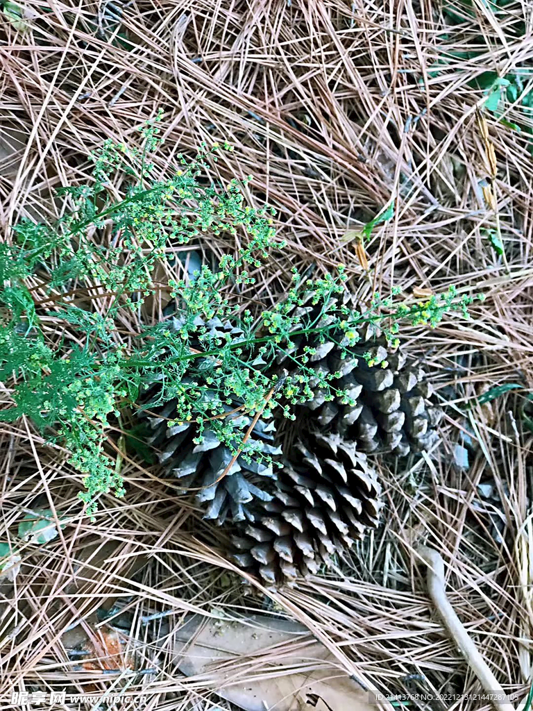绿植绿叶植物