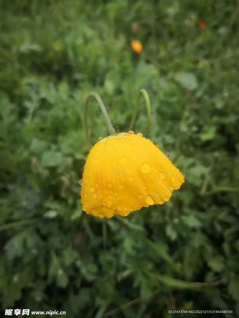 小雏菊菊花 