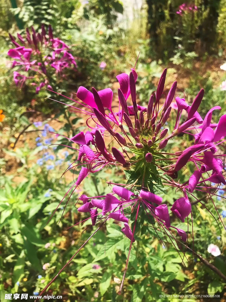 紫色醉蝶花 