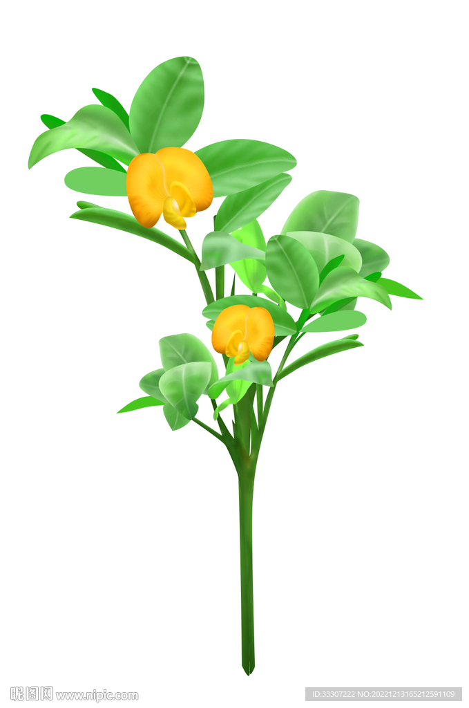 花生叶子黄色花朵插画图
