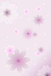 粉紫色唯美菊花背景图