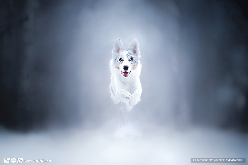 雪中的狗壁纸