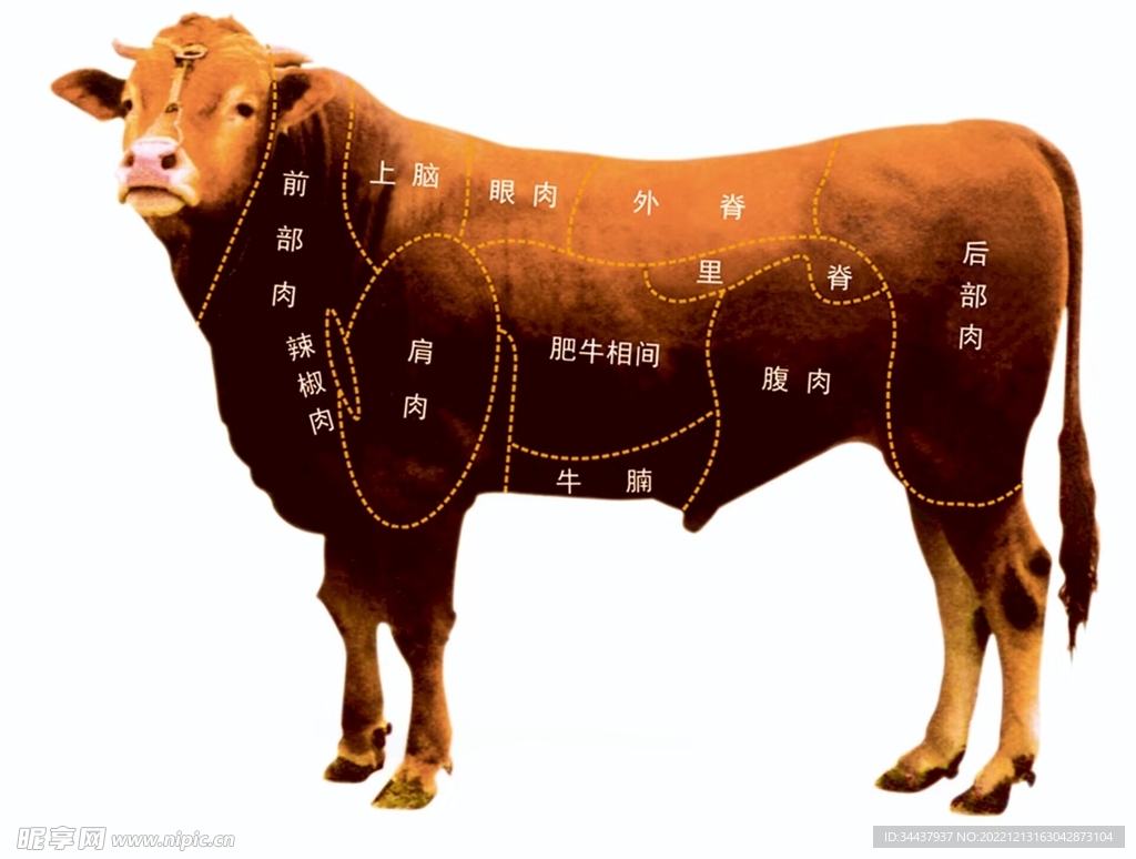 牛分割图