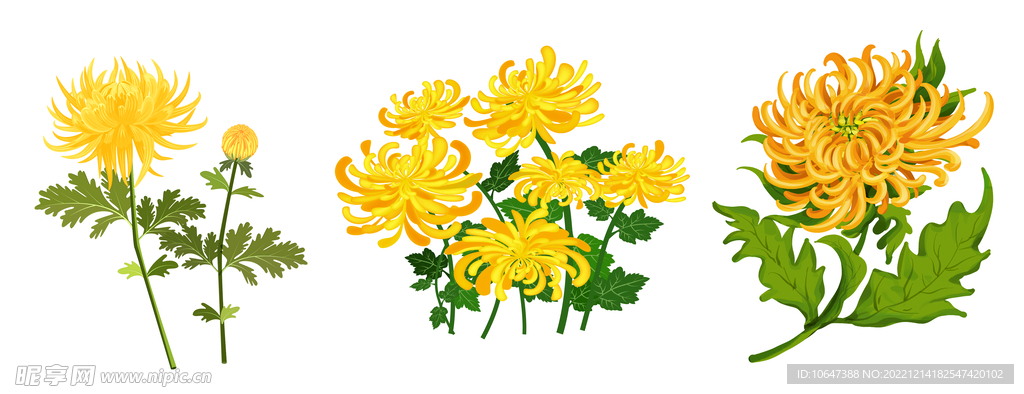 菊花