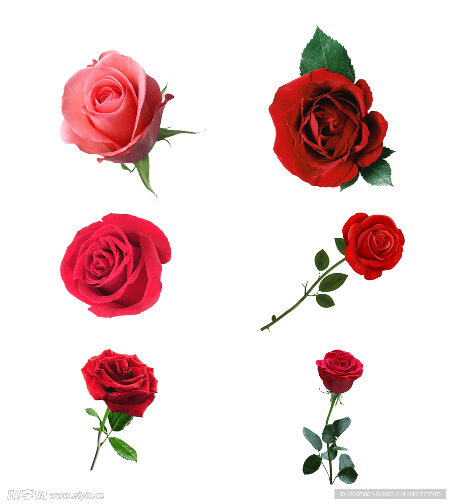 玫瑰花