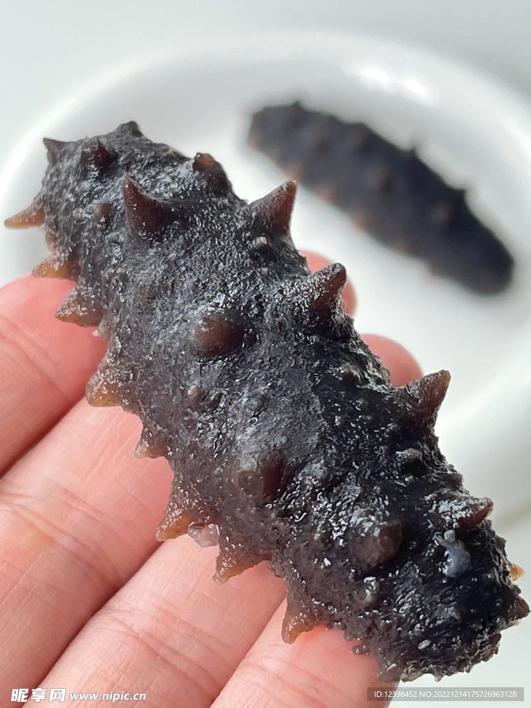海参