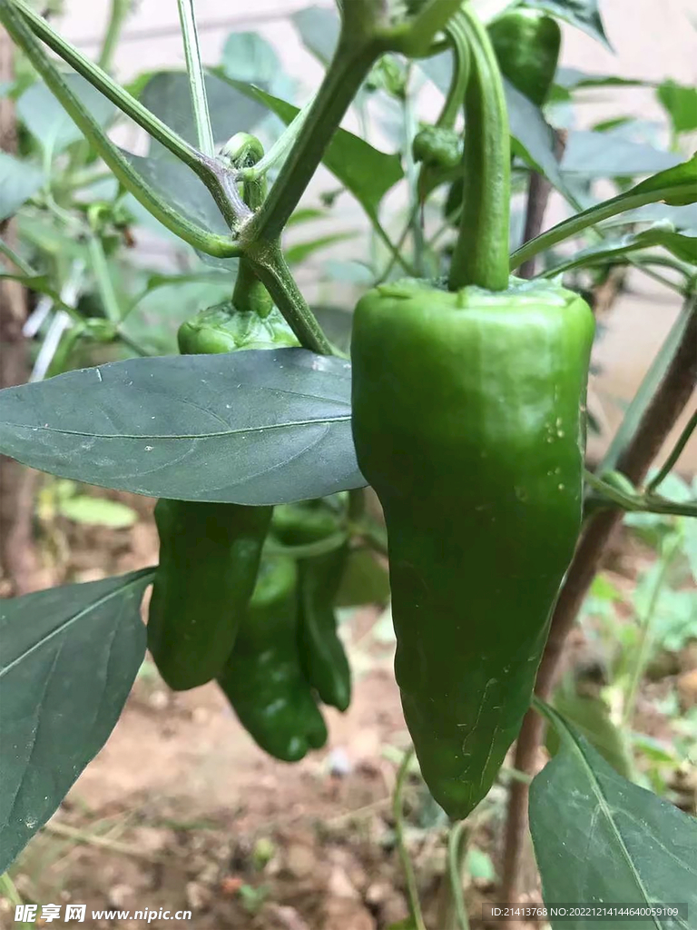 青椒辣椒蔬菜 