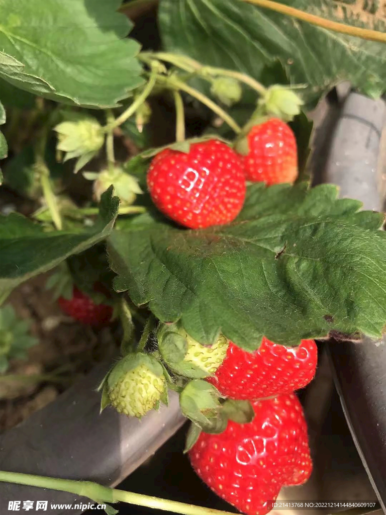 水果草莓 