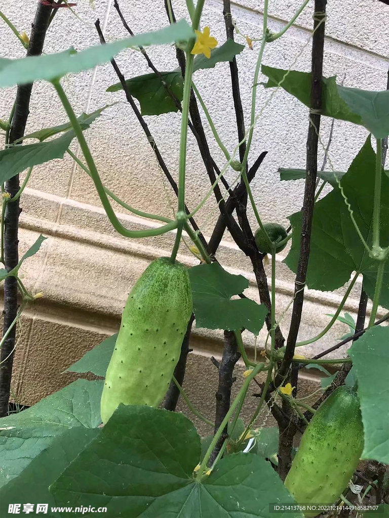 黄瓜嫩黄瓜