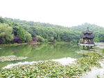 岳麓山夏日