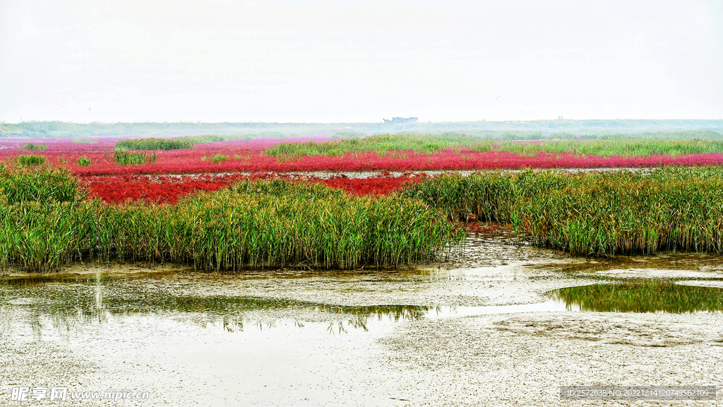 辽宁辽河口红海滩湿地