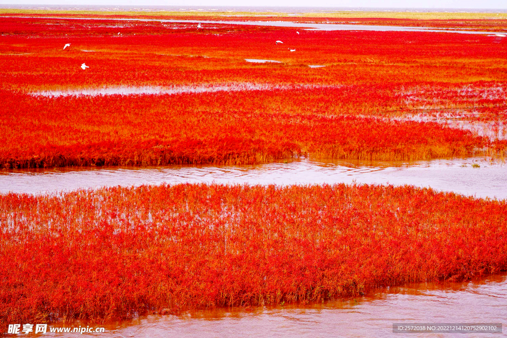 辽宁辽河口红海滩湿地