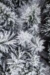 雪景图片