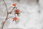 雪景图片