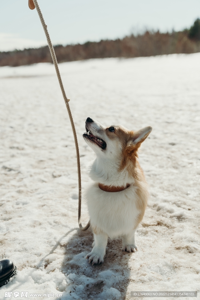 雪景图片