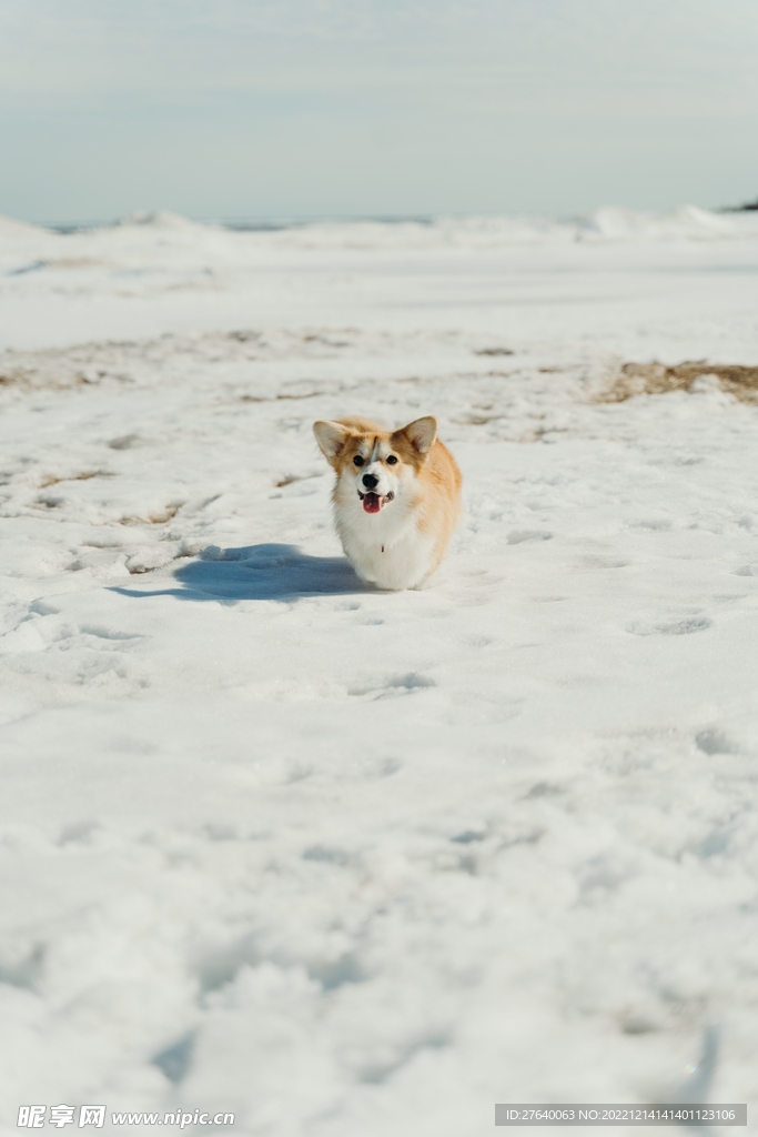 雪景图片