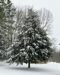 雪景图片