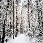 雪景图片