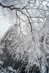 雪景 图片