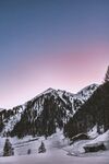 雪山松树