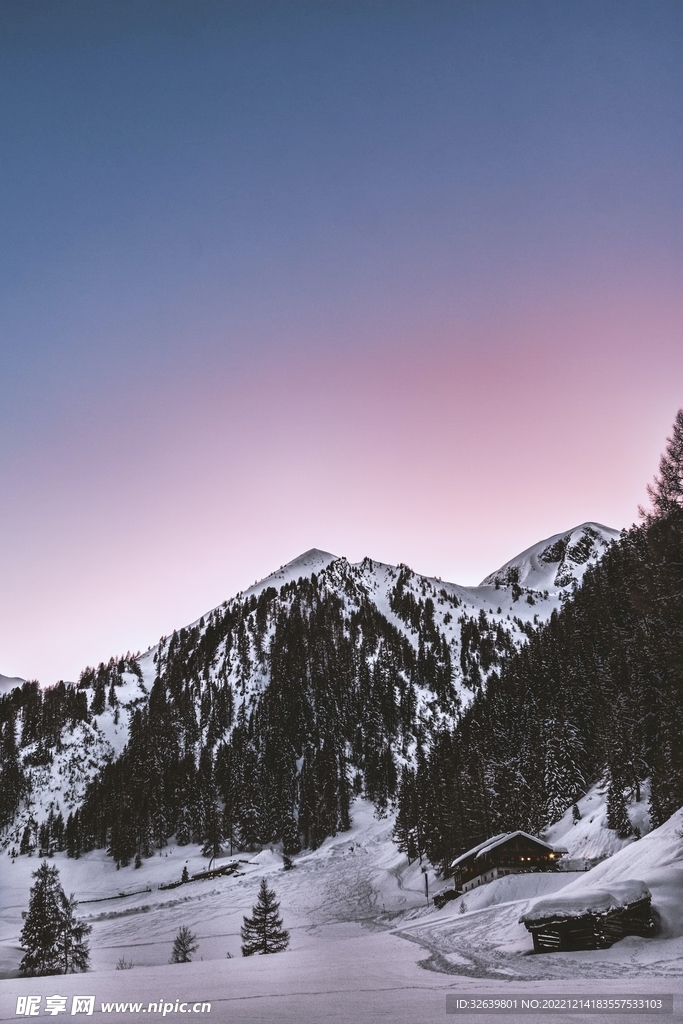 雪山松树