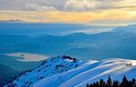 雪山 松树