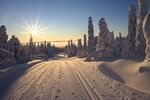 雪山松树夕阳