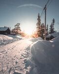 雪山松树