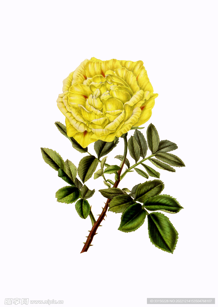 数码印花小碎花