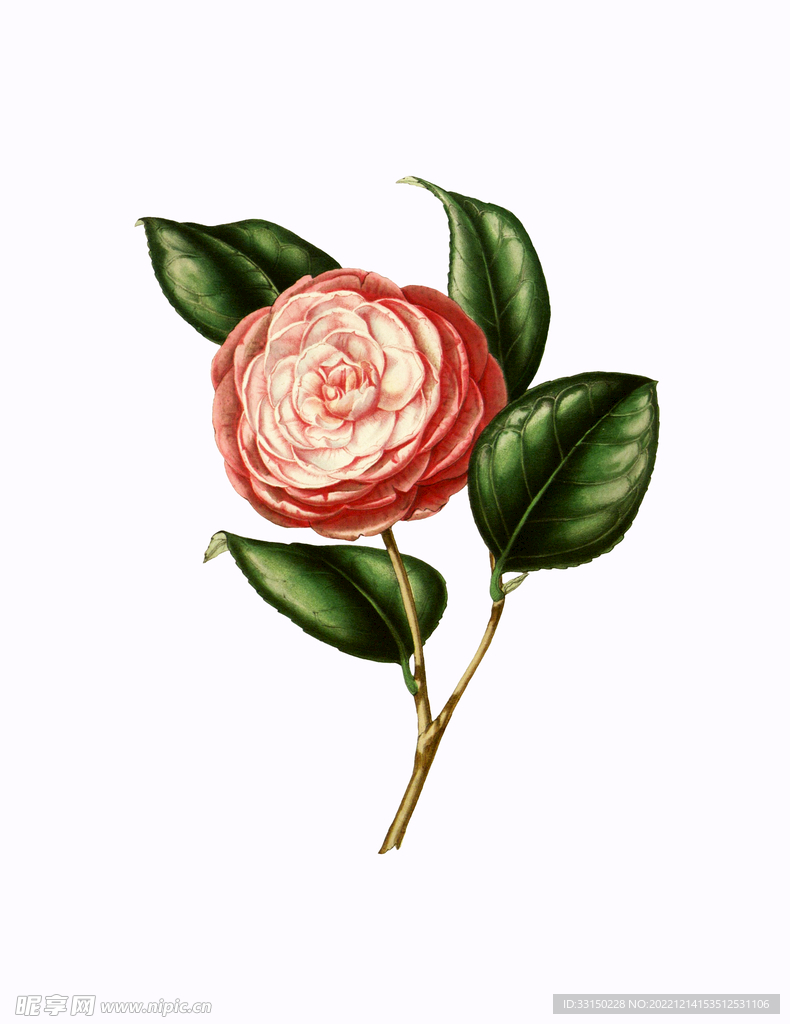 数码印花 手绘花